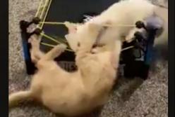 Сеть покорили котята-боксеры (видео)