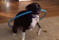 Пес и обруч хулахуп (видео) 