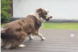 Пес очень эффектно поймал мяч (видео)