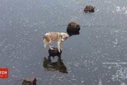 Беспризорный пес ждал спасателей на камне посреди реки (видео)