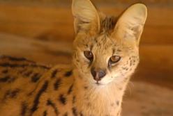 Уникальный котенок стоимостью в автомобиль: хищник в доме (видео)