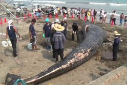 В Японии море выбросило на берег редкого кита (видео)