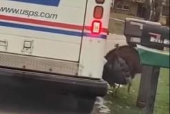 Индюк в течение месяца преследует почтальона (видео)