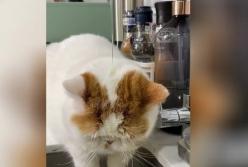 Кот насмешил Сеть, пытаясь проснуться под струей воды (видео)