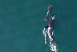 Ученые сняли удивительную жизнь косаток с помощью дрона (видео)