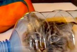Как кот оказался в бутылке? Это просто нереально! (видео)