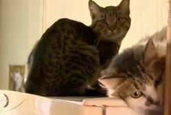 70 котов кошек и 7 собак в двухкомнатной квартире пенсионерки в Киеве (видео)