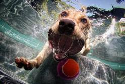 Пес не дает хозяйке полить цветы (видео)