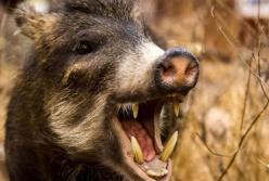 Бешеный кабан ворвался в переполненную столовую: один человек пострадал (видео)