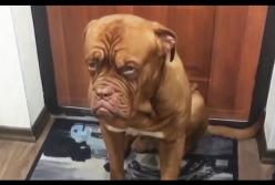 Провинившиеся собаки. Смешная подборка (видео)