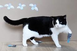 Смешная реакция кота: летающие носки (видео)