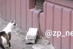 В Запорожье в подвал многоэтажки заползла двухметровая змея (видео)