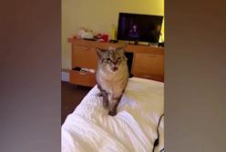 Сеть покорил чихающий кот (видео)