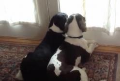 Эти собаки стали петь хором, когда остались одни дома (видео)