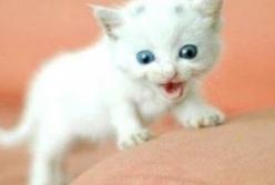 Наглые котята мучают своих мам (видео)