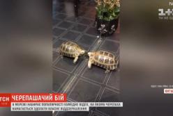 Черепачаший бой. Видео стало вирусным в сети