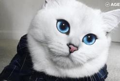 Кот с невероятными голубыми глазами (видео)