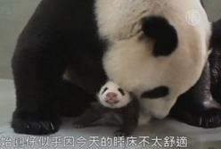 Трогательное воссоединение панды со своим детёнышем (видео)