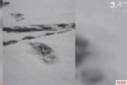 В Гималайских горах нашли отпечаток ноги снежного человека (видео)