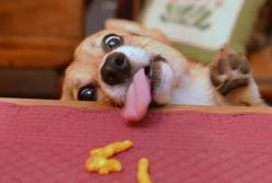 Собаки и их реакция на еду (видео)