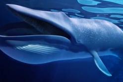 Что будет, если вас проглотит кит?