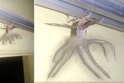 Что это такое? В дом забралось насекомое с крыльями и щупальцами (видео)