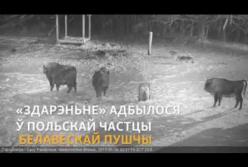 Зубры дали отпор стае волков (видео)