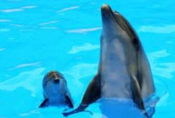 В Одессе родился дельфинёнок: маму малыша отправили в декрет (видео)