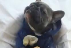 Сеть облетело видео, как бульдог стал квочкой для маленьких цыплят (видео)