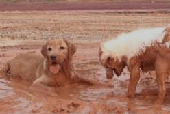 Счастливые собаки в грязи (видео)