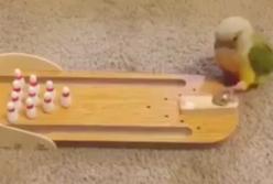 "Гол!" Попугай играет в боулинг и футбол: попадает в ворота и делает страйк (видео)