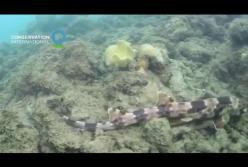Ученые сняли на видео "шагающую" акулу (видео)