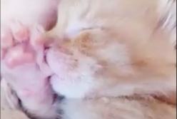 Пушистый котенок сосет пальчик во сне: редкие кадры (видео)