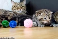 Мама Кошка разговаривает со своими прикольными мяукающими котятами (видео)