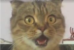 Без кота и жизнь не та (смешное видео)