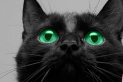 День черных котов: сегодня в Италии дивный праздник (видео)