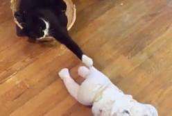 "Не двигаться! Стой!" Кот схватил когтями ребенка за ползунок (видео)