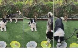 Догадливый пёс устранил препятствия, чтобы дотянуться до миски с едой (видео)