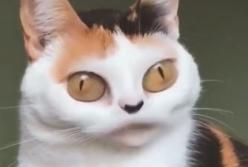 Смешные коты в Snapchat (видео)