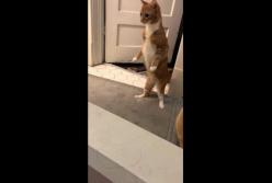 Реакция кота на бомбочку для ванн (видео)