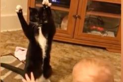 Как коты достают детей, а дети - котов! (видео)