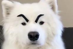 Реакция собаки, которой сделали черные брови: человеческие эмоции (видео)