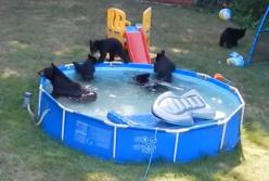 Дикая медведица привела четверых медвежат покупаться в детском бассейне (видео)