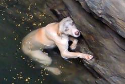 Собака несколько часов плавала в глубоком колодце, пока ее нашли (видео)