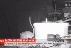 Мышь каждую ночь наводит порядок в гараже 72-летнего пенсионера (видео)