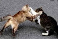 "Даже не смотри!" Жадный кот одним ударом вырубил конкурента (видео)