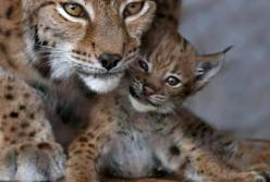 Реакция рысёнка, когда он заблудился: но мама его нашла (видео)