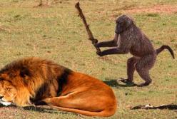 10 случаев странного поведения животных (видео)