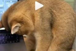 Сеть насмешил кот, который уснул сидя (видео)