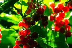 Топовые продукты, которые быстро сжигают жир (видео)